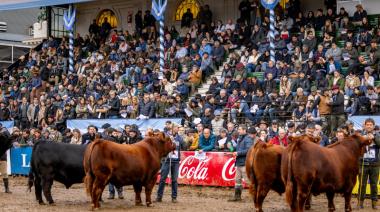 De los remates a las juras: el cronograma de la raza Angus en la expo de Palermo