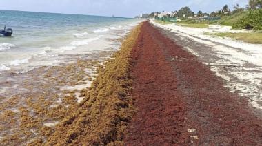 Caribe mexicano: 27 veces más sargazo activa un plan de 2.635 millones de pesos