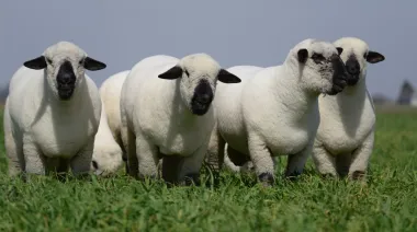 Carne ovina: cúanto crecieron las exportaciones y los desafíos del sector