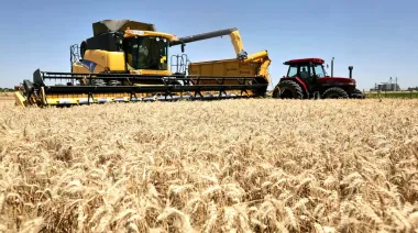 Trigo, maíz y soja bajo presión: las claves que pueden mover los precios