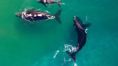 Nueva Zelanda debate dar derechos legales a las ballenas y cambiar su protección