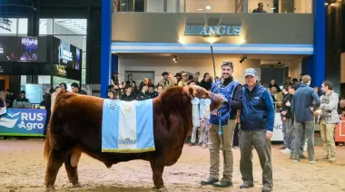 "Apareció Alvarito”: la historia de los veterinarios que criaron al toro récord argentino