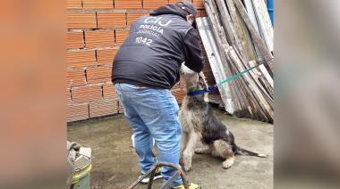 Maltrato animal: rescataron a un perro anémico, que estaba atado y a la intemperie