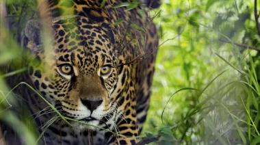 Condenaron en Formosa al cazador que mató a un yaguareté y se grabó en video