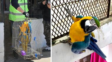 Rescatan a un guacamayo cautivo en Barracas y lo trasladan al Ecoparque