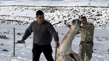 Claudio Vidal de Santa Cruz rescató un guanaco y lo liquidaron: el motivo