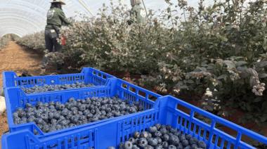 Paritaria de arándanos: "UATRE no va a convalidar un acuerdo que licúe el salario"