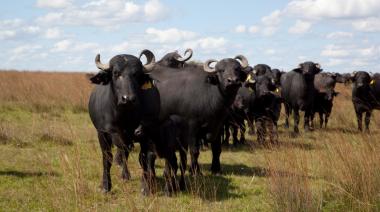 Búfalos en Argentina: el rodeo se duplicó desde 2015 y sigue creciendo