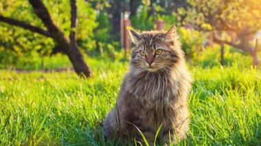 Día del Gato: el abandono y la falta de castración agravan la calle felina