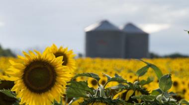 Girasol: las exportaciones se dispararon y la molienda marcó otro récord