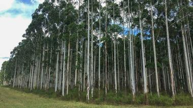 Mercados de carbono: una ley podría abrirle a Argentina un nuevo ingreso de dólares