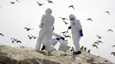 Uruguay reactiva la emergencia por gripe aviar y restringe movimientos de aves