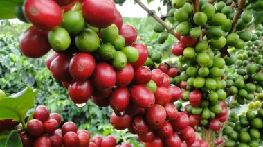 El robusta cayó 6,5% mientras el café colombiano cerró agosto al alza