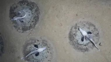 Antártida: la verdad sobre la “ciudad submarina” de 60 millones de peces