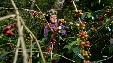 Colombia anuncia COP 15.000 millones para apoyar 5.000 cafeteros del Quindío