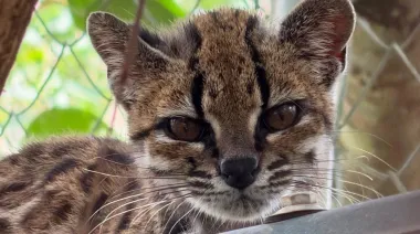 El tilcayo convierte a Coroico en pieza clave para estudiar un felino desconocido