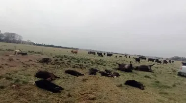 Brutal matanza de ganado en Olavarría: 29 animales asesinados y una macabra escena
