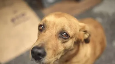 Mascotas protegidas por ley: impulsan un fuerte cambio contra el abandono y el maltrato