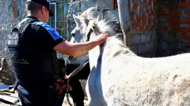 "Todavía faltan muchos caballos": la trama detrás del robo y faena en el conurbano
