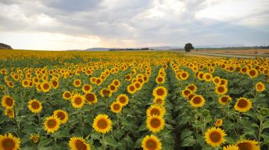 Girasol: anticipan campaña con más hectáreas y niveles récord de molienda
