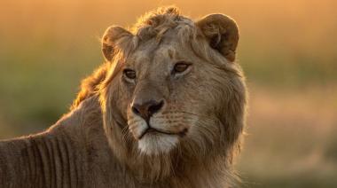 NatGeo: así es León, el documental que no te podés perder si sos fan de El rey león