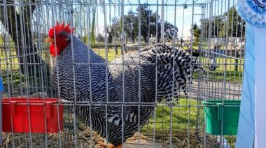 “Va a costar ver otro así”: vendió un gallo de raza en más $3 millones y marcó un récord