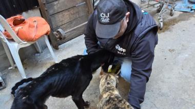 Rescataron a 14 perros en Retiro: estaban desnutridos y hacinados en una casa