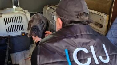 Rescatan en Pompeya a 4 perros Cane Corso con severa desnutrición y abandono