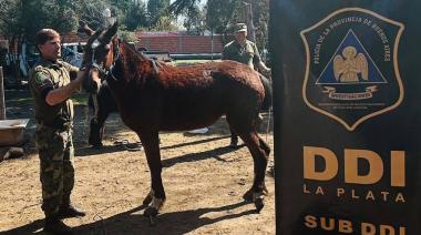"Una asociación ilícita": Crece el robo de caballos y la venta de carne en el conurbano