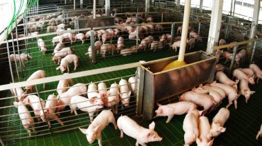 El cerdo argentino gana producción y mercados, pero las importaciones no aflojan