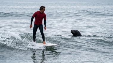 Juegos Suramericanos: un lobo marino irrumpió en la competencia de surf de Mar del Plata