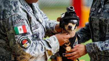 Comando, el perro chihuahua que entrena con la Guardia Nacional de México