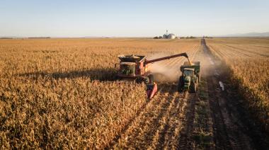 El dato que preocupa al norte argentino: producir maíz dejó de ser rentable