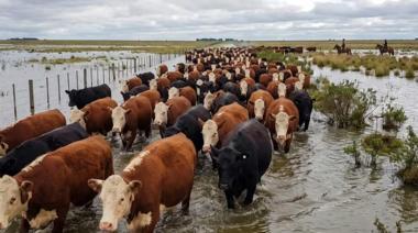 Inundaciones en Corrientes: advierten que podría acelerarse la venta de hacienda a otras provincias
