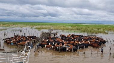 ¿Sube la carne vacuna por las inundaciones? Qué dicen los analistas ganaderos