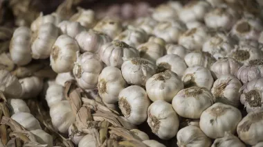 Cosechar a pérdida: la rentabilidad para el productor de ajo se hundió un 68,7% en 2025