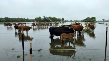 El Niño no solo golpea en las Cataratas: la dura pelea del Litoral por salvar su ganadería