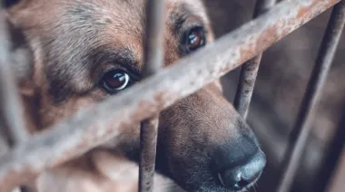 Maltrato animal en Argentina: van por 6 años de cárcel, multas y prohibiciones