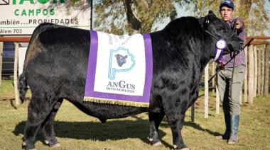 Récord ganadero: en Bahía Blanca se pagaron $42 millones por un toro Angus