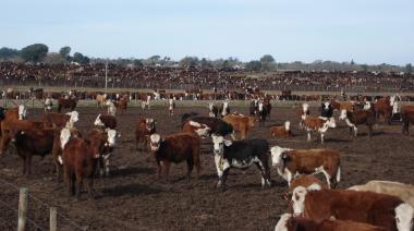Feedlots llenos, pero una incógnita: ¿qué pasará con la carne vacuna en los mostradores?