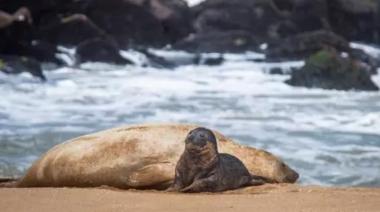 Luego de décadas, nació un elefante marino en Mar del Plata  y lo custodian en la playa