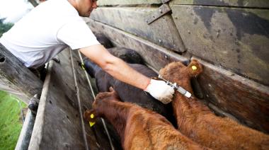 Vacunación contra aftosa: qué cambia para los productores ganaderos en 2027