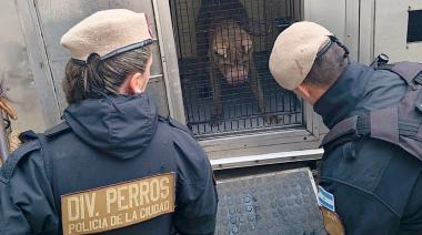 Rescatan a un perro abandonado en Nueva Pompeya e incautan drogas en la vivienda