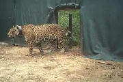 Liberan en El Impenetrable a una yaguareté silvestre proveniente del Iberá