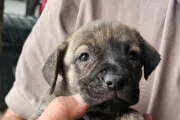 Maltrato animal: rescatan cachorros que eran vendidos ilegalmente en Pompeya