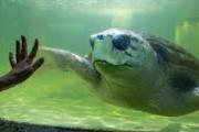 El tortugo Jorge ya recorrió 500 km hacia su nuevo hábitat, el norte de Brasil