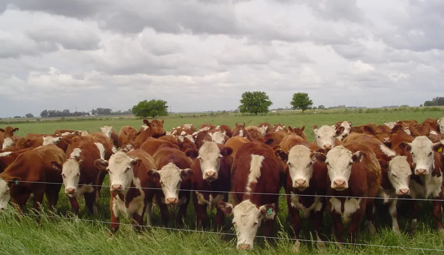 En abril llegó el impulso ganadero: creció la faena y se consolidó el feedlot