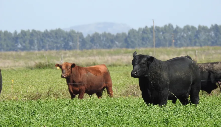 Con buen clima y precios firmes, los productores ganaderos vuelven a apostar a la recría