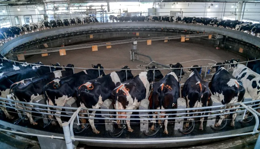 Cómo funciona el crédito para tambos que se paga con litros de leche