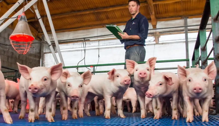 El sector porcino presentó su plan para generar U$S 460 millones en exportaciones